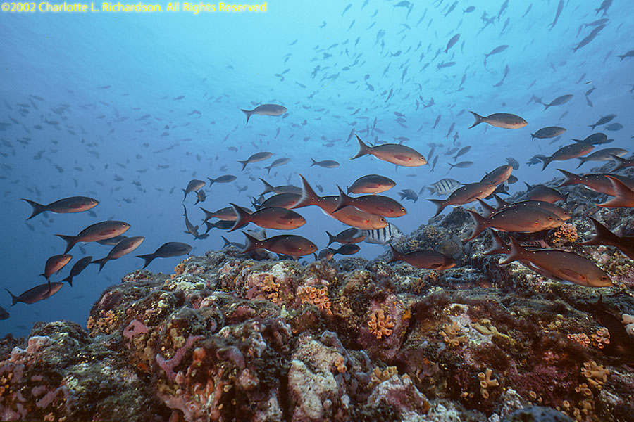Sao Tome e Principe Photo Gallery